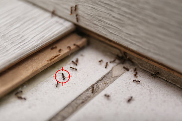 Spider Control Near Me in Sheffield, OH